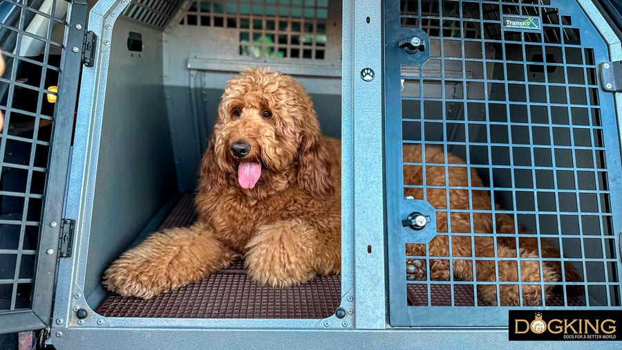 Dog very comfortable in carrier