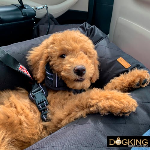 Puppy in car carrier