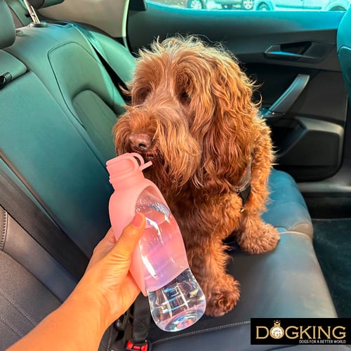 Water bottle for my dog in the car