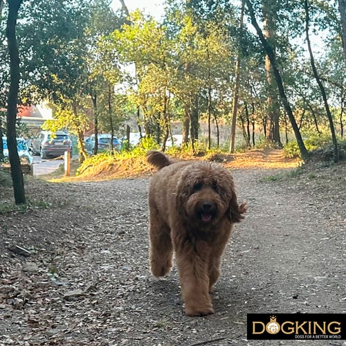 Dog on his walk before his road trip