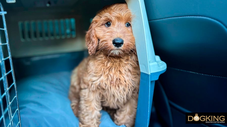 Dog dizzy from riding in the car