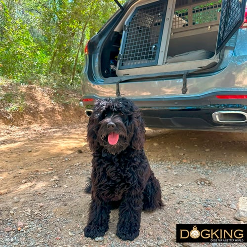 Dog happy to get out of car for a walk