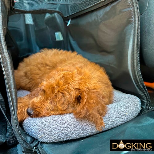 Dog resting in the car