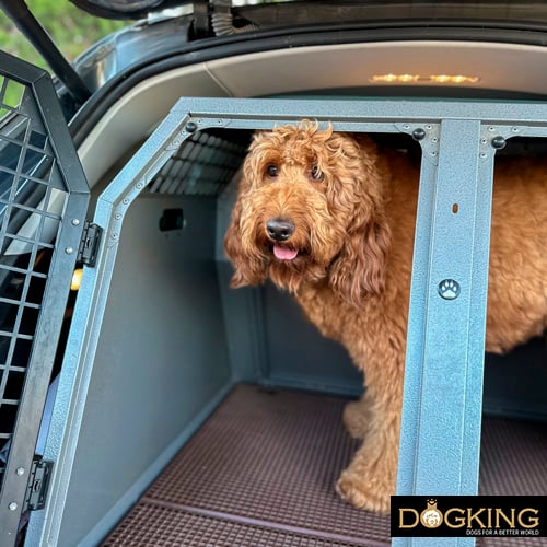 Dog about to get out of car carrier