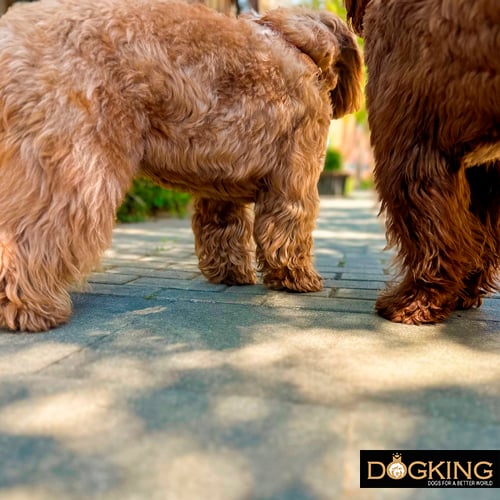 Two dogs walking on the wax in the middle of summer