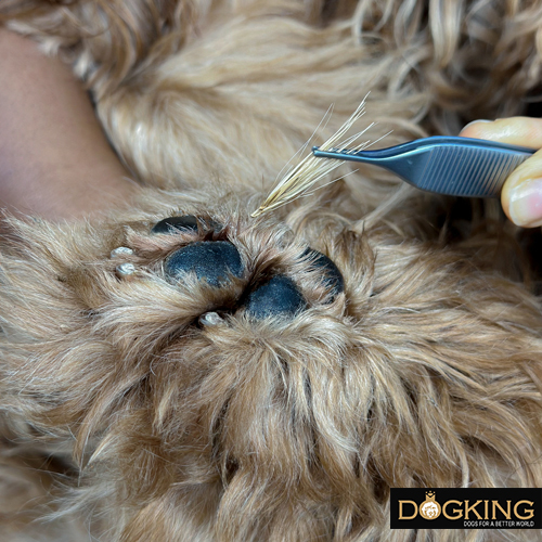 Veterinarian removing object stuck in dog's paw