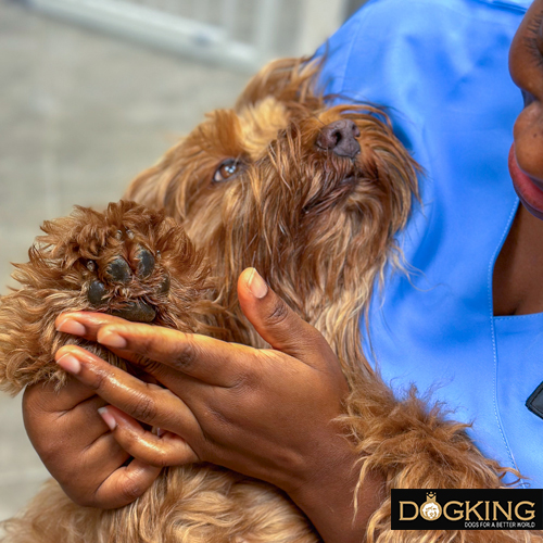 Veterinarian moisturising a dog's paws