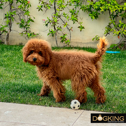 Dog exercising and playing in the grass