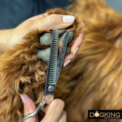 Hairdresser trimming hair from dog's paws