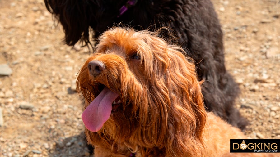 Perro en verano con mucha calor.