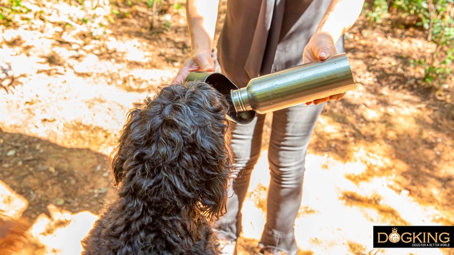 Persona dando de beber agua a su perro.