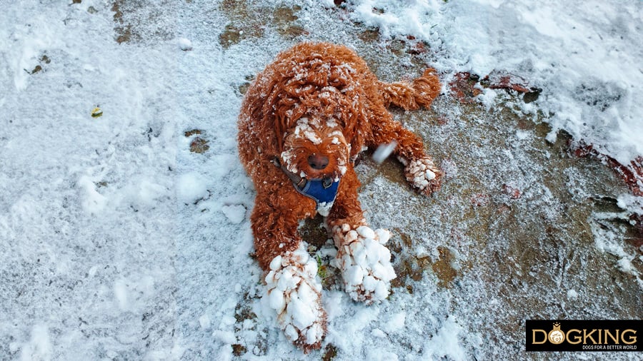 Gos en la neu