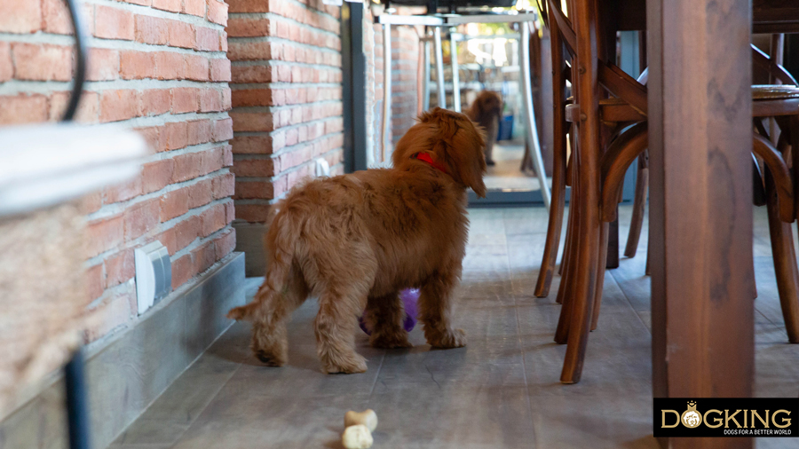 Puppy exploring his new home