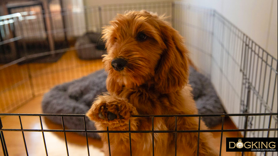 Puppy adapting to his playpen