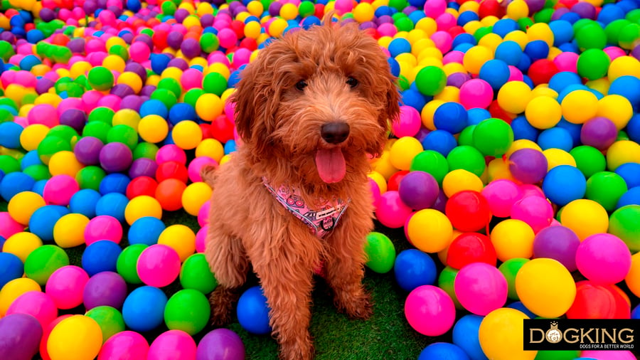 Puppy playing in a ball pool