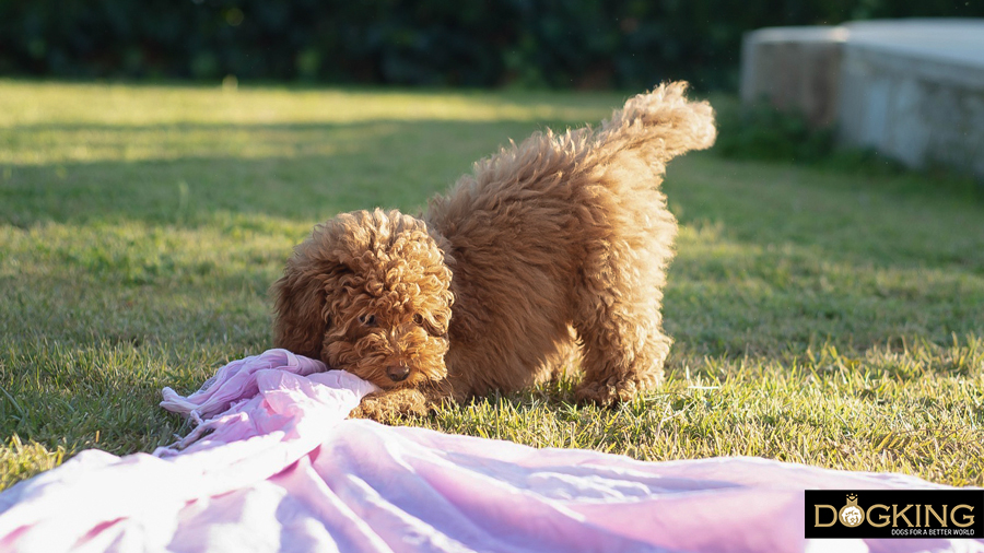 Puppy playing with a picnic blanket