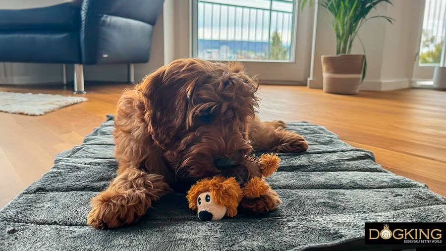 Puppy very comfortable with his new toy