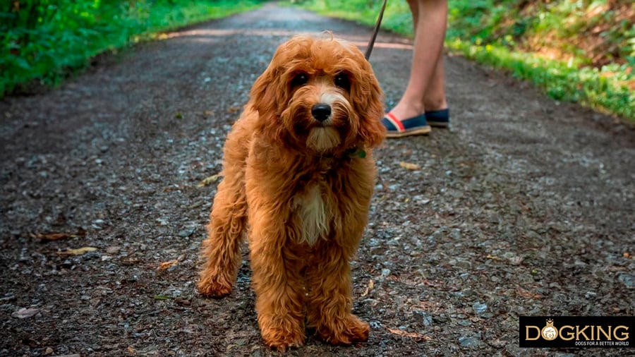 Puppy walking with his owner