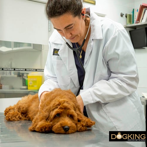 Puppy at the vet