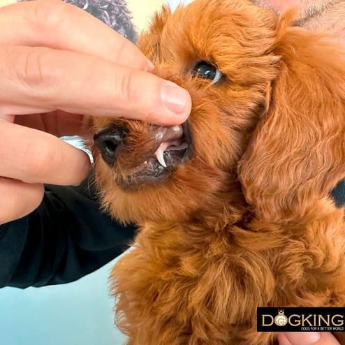 Showing a puppy's teeth