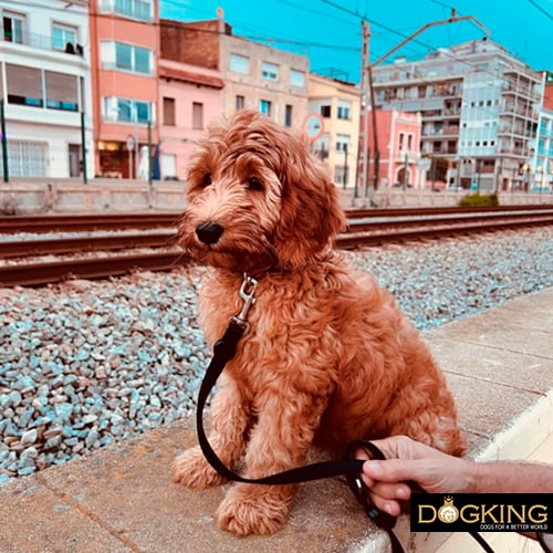 Cane che supera la paura dei treni