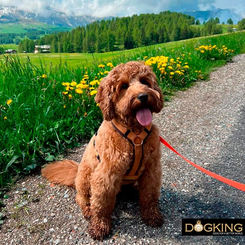 Cane che passeggia con la sua famiglia