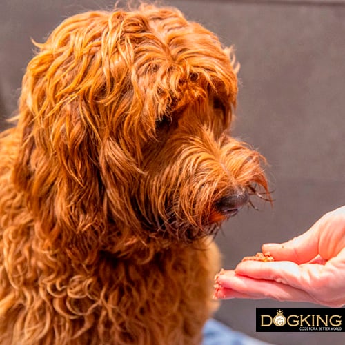 Persona che premia il suo cane