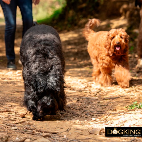 Persona che passeggia in montagna con i suoi cani