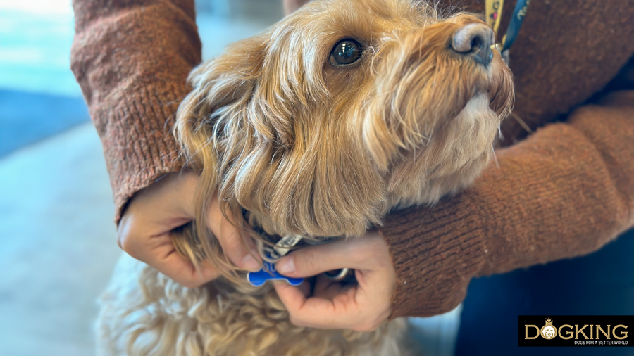 Person putting a collar with his name on it to an Australian cobberdog