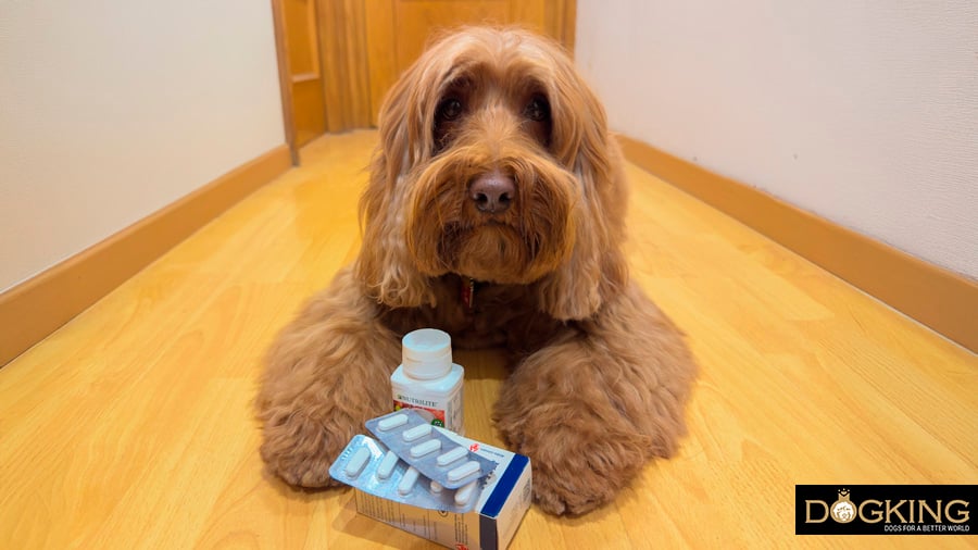 Dog with various human medicines