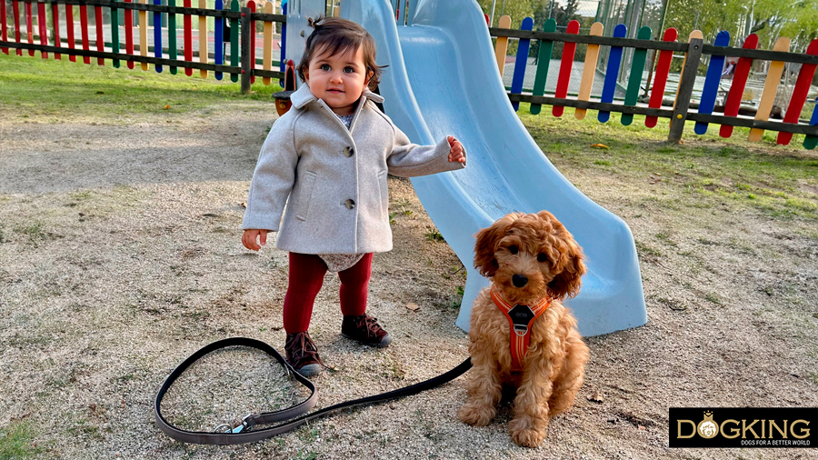 Hund und Mädchen spielen zusammen