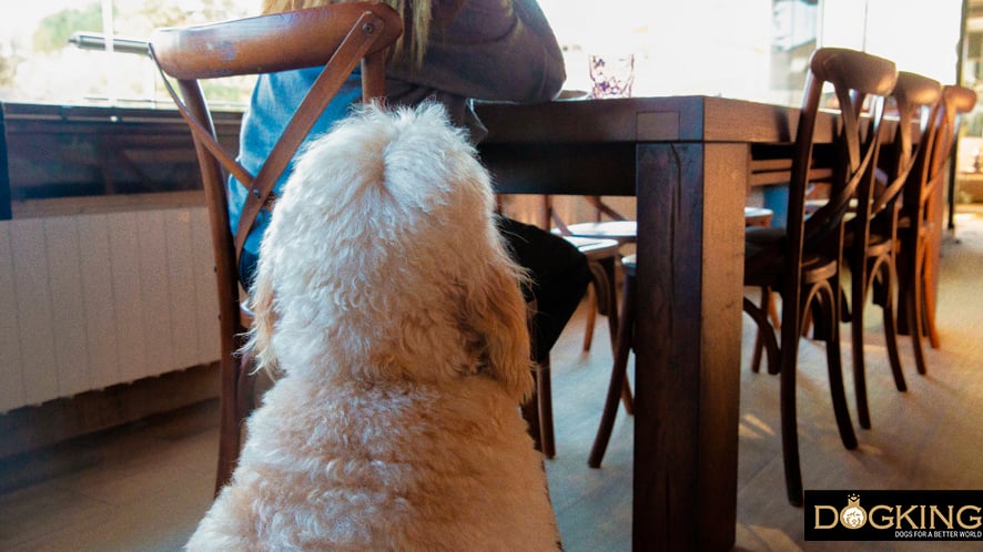 Dog waiting for food at the table