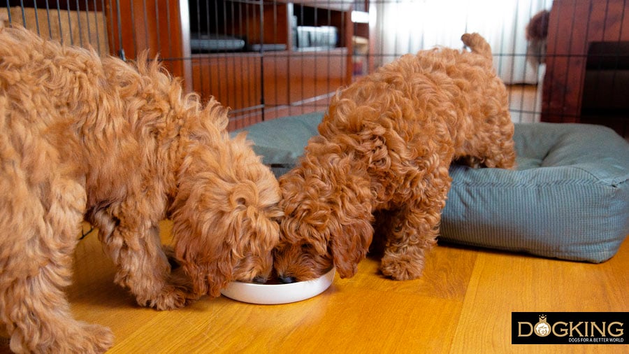 Dog eating at feeding time