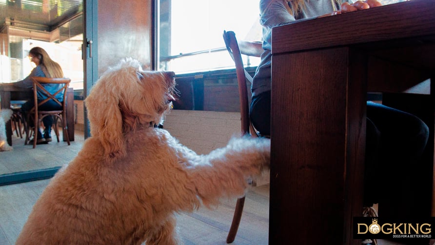 Dog begging for human food