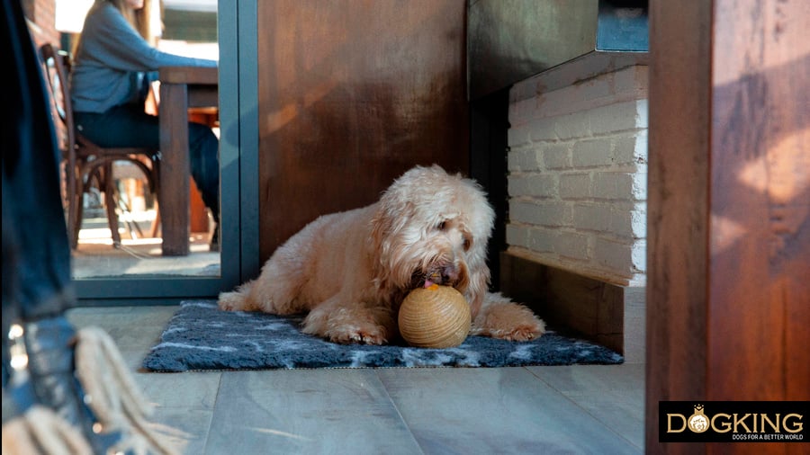 Dog happy in his place while humans eat