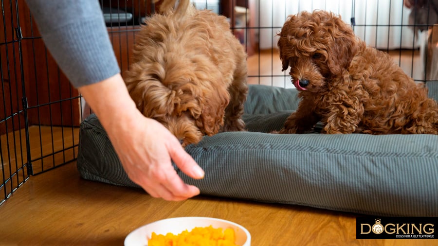 Person feeding their puppies from their food