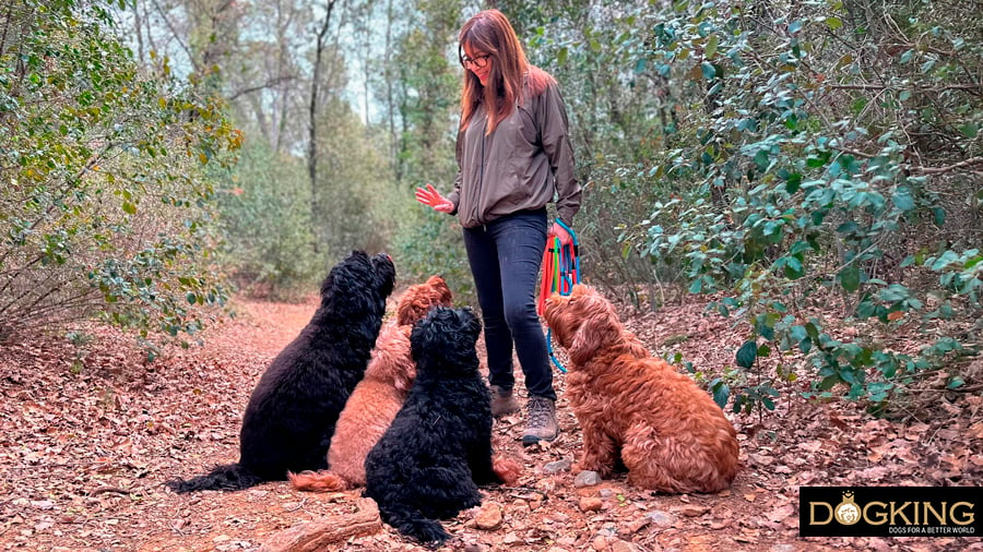 Dogs behaving in the mountains