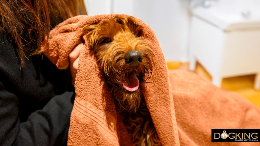 Dog receiving a massage