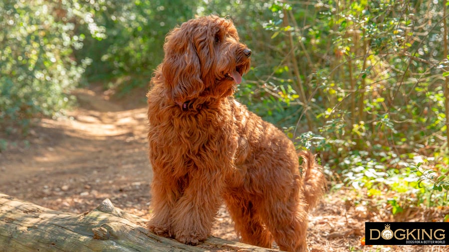 Dog in the mountains exercising