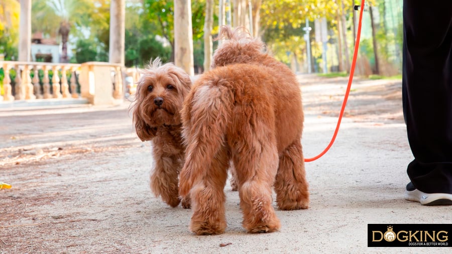 Dogs greeting each other in the street