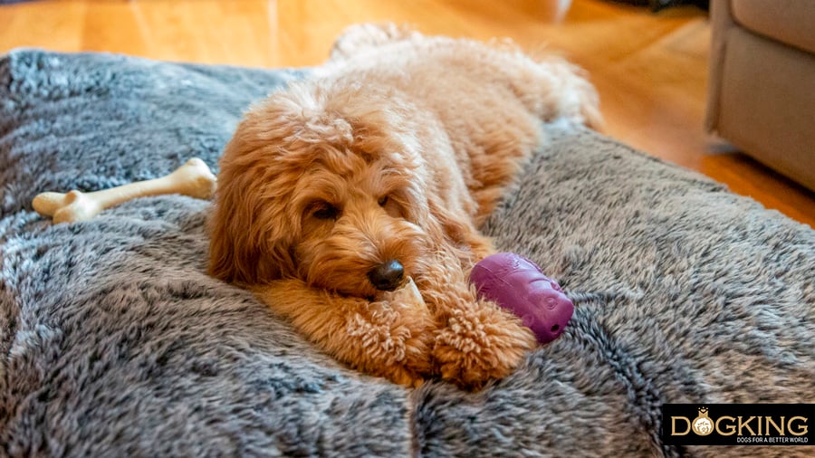 Dog playing with its toys