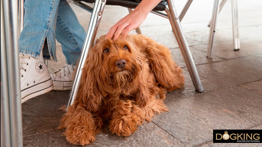 Dog with its human in a bar