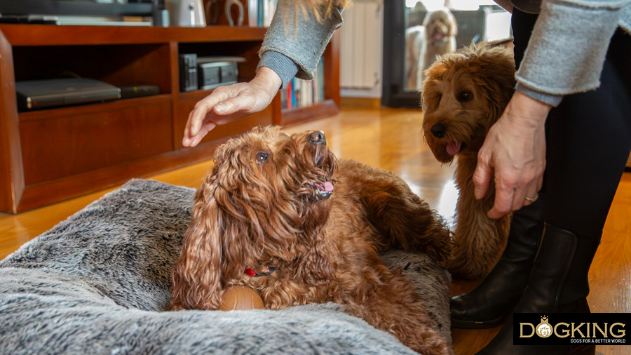 Dog being rewarded with cuddles