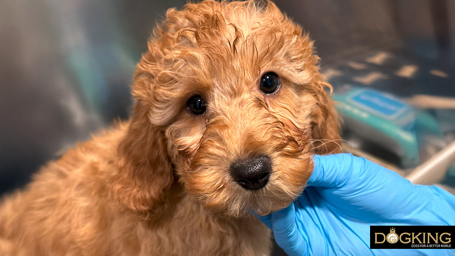 Puppy's eyes with discharge already cleaned