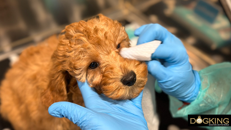 Veterinarian cleaning a puppy's eyes