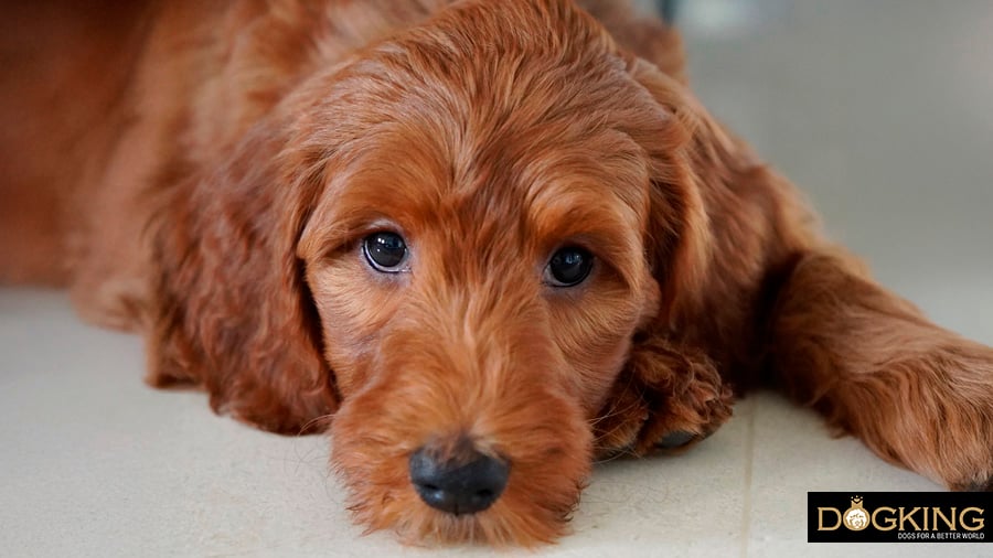 Puppy lying on the ground