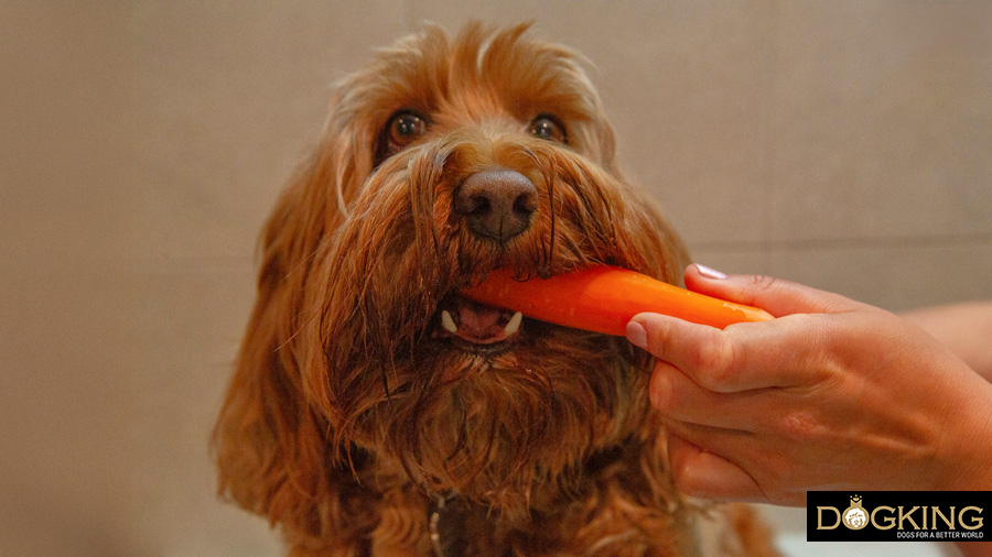 Chien mangeant une carotte
